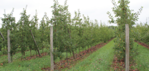 Berrybrook trellis system