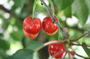 Nominations open for Wisconsin Cherry Board seat; deadline March 27