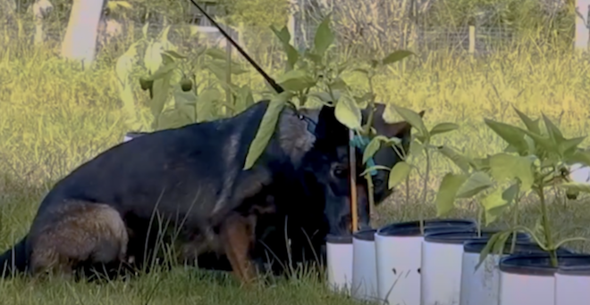 Bio Detection K9 trains dogs to detect, protect vineyards from viruses