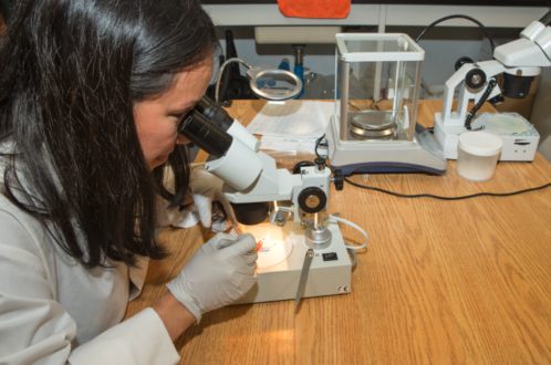 California registers biopesticide for codling moth, oriental fruit moth larvae