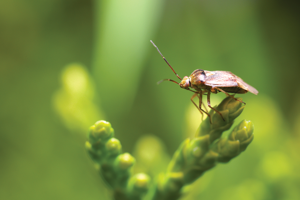 Advancing research in biocontrols