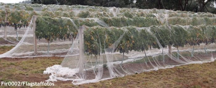 Use netting to control birds in vineyards