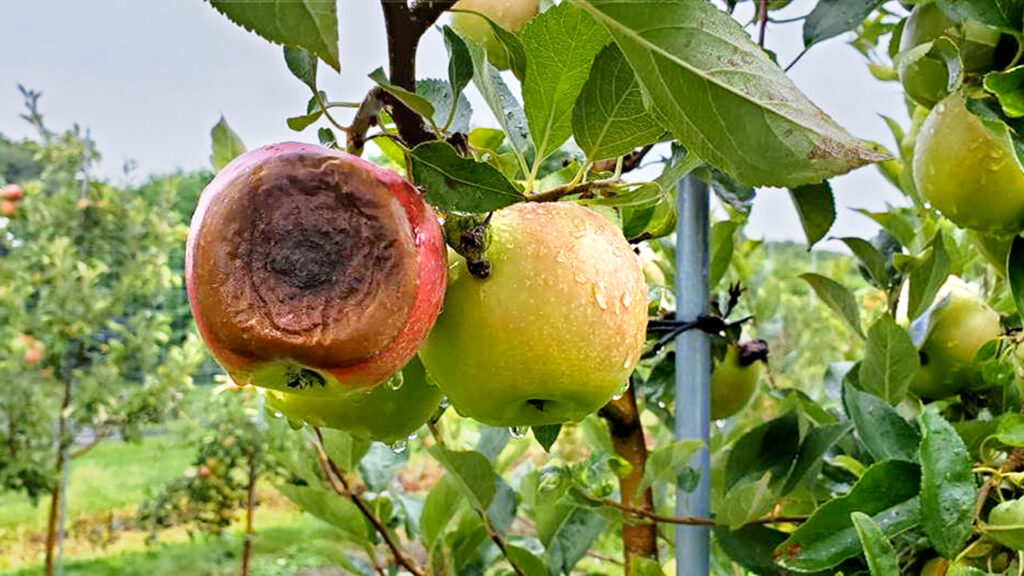 Newly discovered pathogen in NY apples causes bitter rot disease