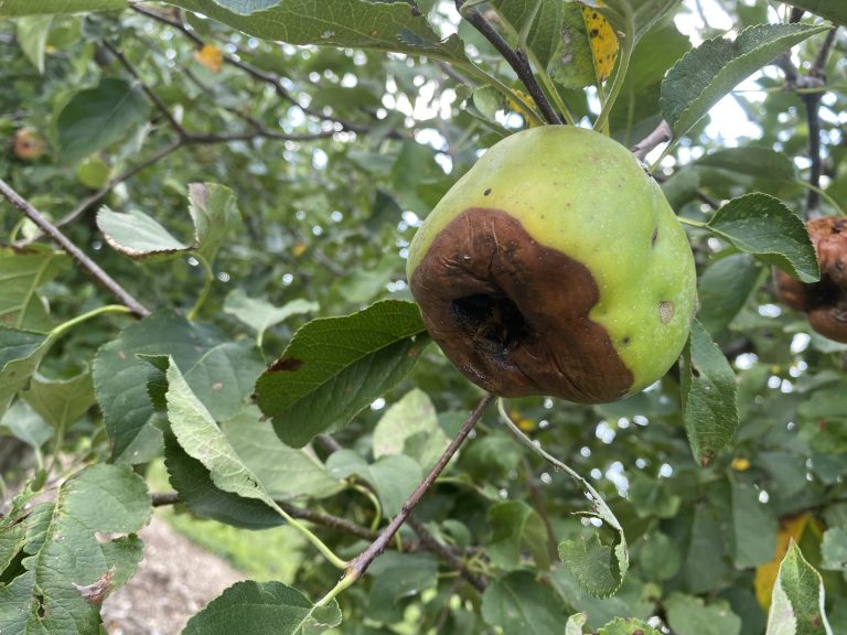 Apple summer rots, sooty blotch and flyspeck addressed in Wisconsin