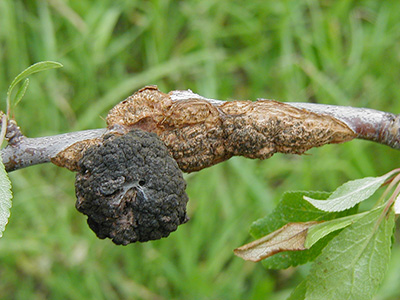 This expanding knot shows the older black knot and the expanding infection enlarging the knot. The expanding portion will release spores next spring.