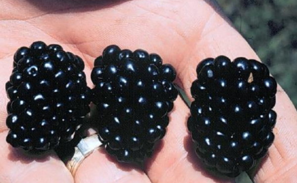 Is containerized blackberry production ready for prime time?
