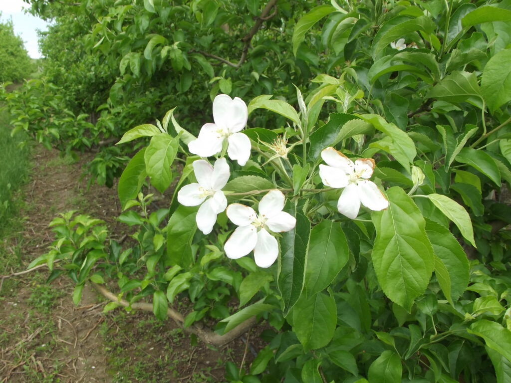 Michigan apple growers see some frost damage
