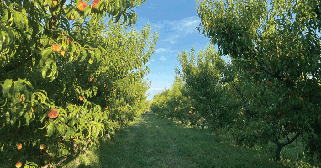 Bluebird Organic Fruit builds success through organic fruit production