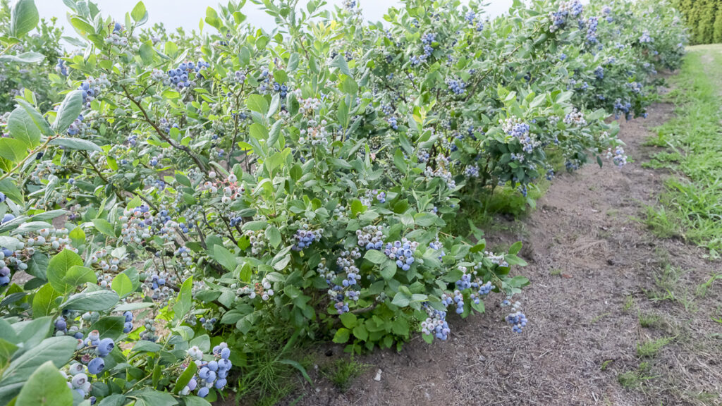 Michigan Blueberry’s Robson to step down; Nancy Nyquist takes over