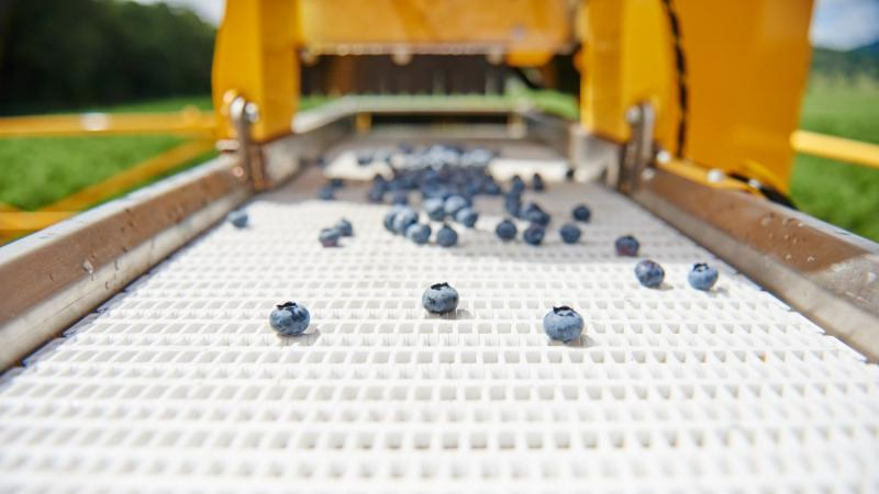 China approves USHBC to market blueberries