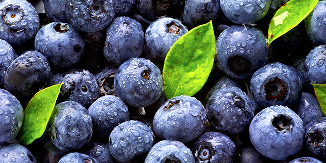 Tech helps growers produce better blueberries