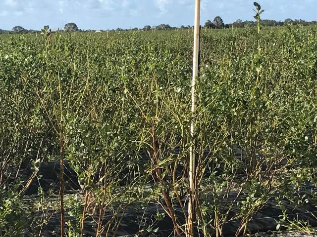 Impacts of hurricane damage on Southern highbush blueberries eyed