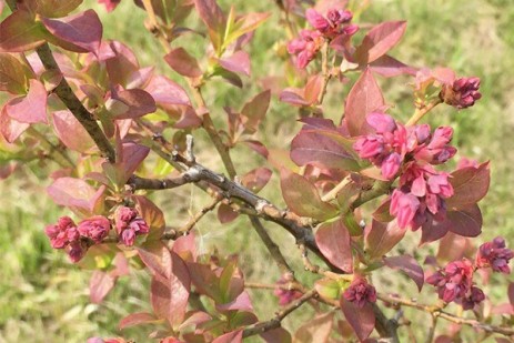Current issues in Pennsylvania berry crops pinpointed
