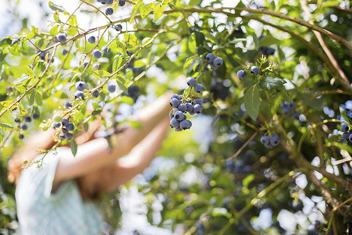 New Jersey outlines COVID-19 guidance for seasonal farm workers and employers
