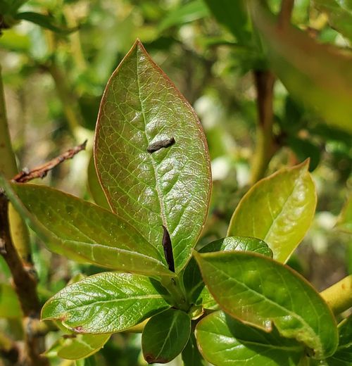 Twig blossom blights in Michigan blueberries need attention