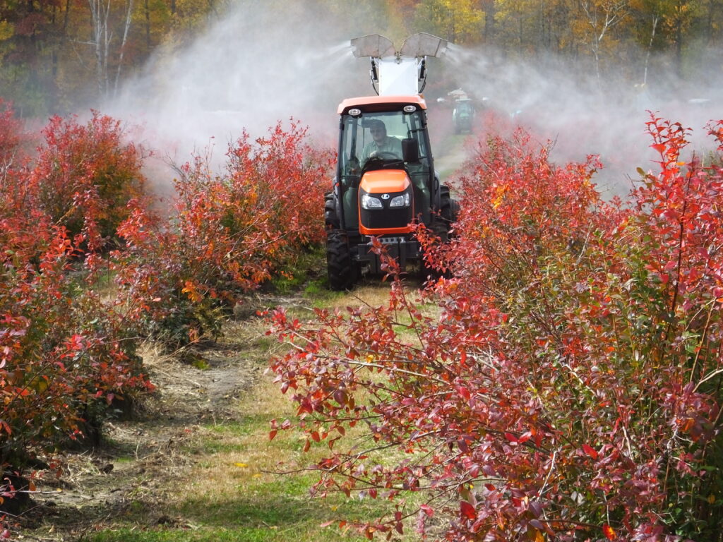Dormant sprays for disease control in blueberries