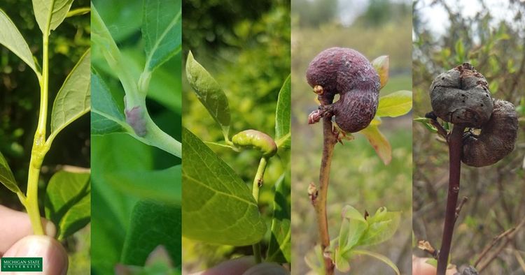 Most effective spray options identified for blueberry stem gall wasp