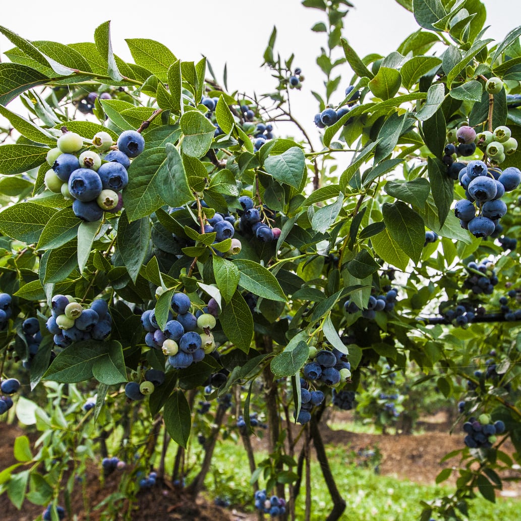 Close-up of blueberry bush with ripe blueberries.