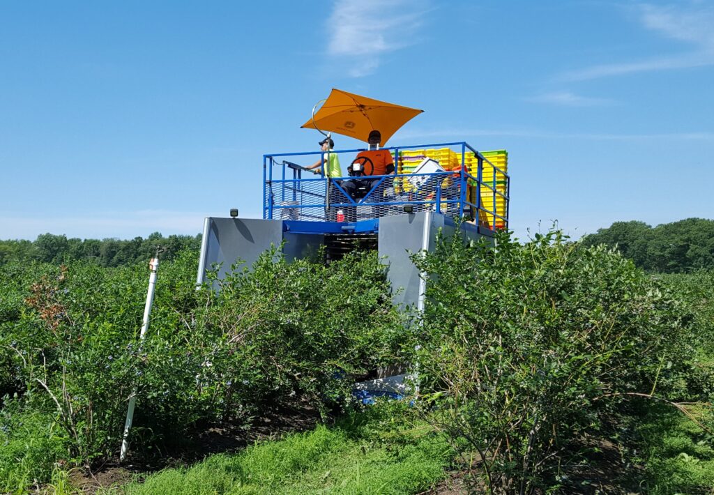 MSU Extension, media reports optimistic about Michigan blueberry harvest