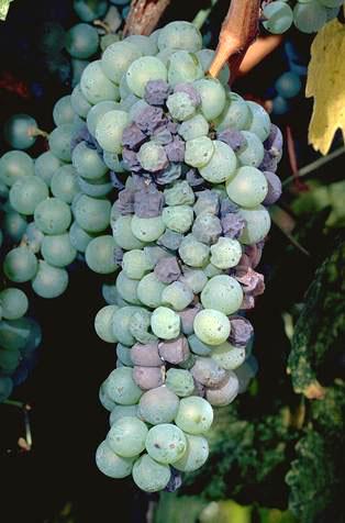 Botrytis on the rise in grapes in San Joaquin Valley, California