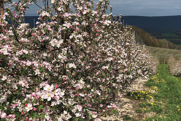 apple bloom at Boyer Orchards