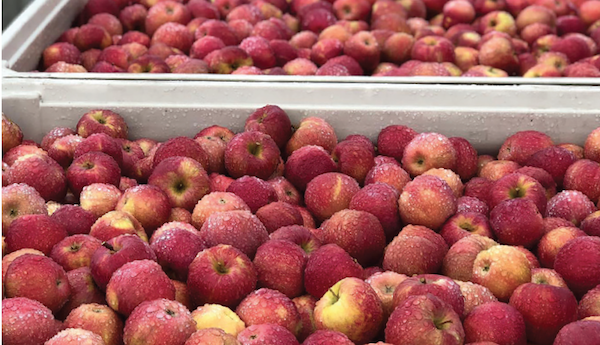 Boyer Orchards apples