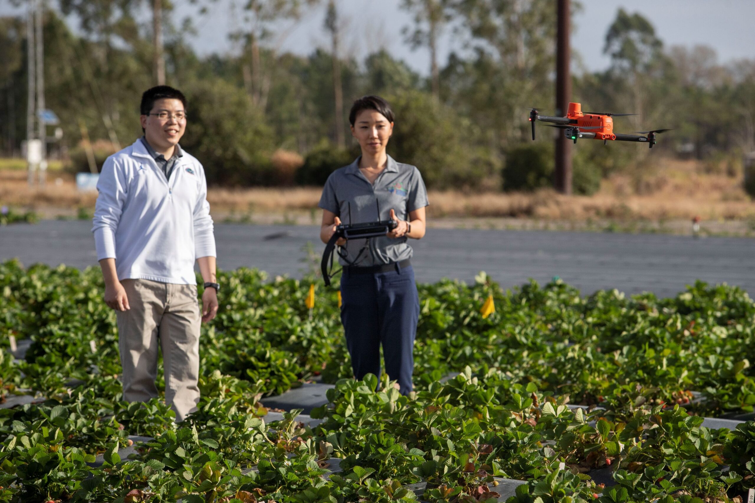 photo of UF scientists researching crops with drone