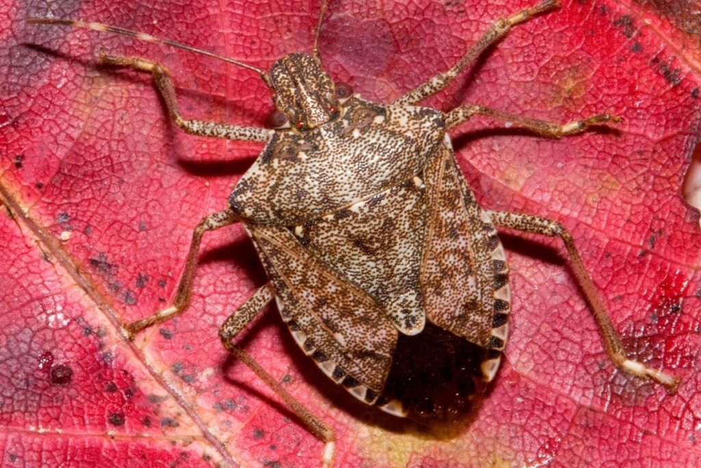 Climate change could spread brown marmorated stink bugs