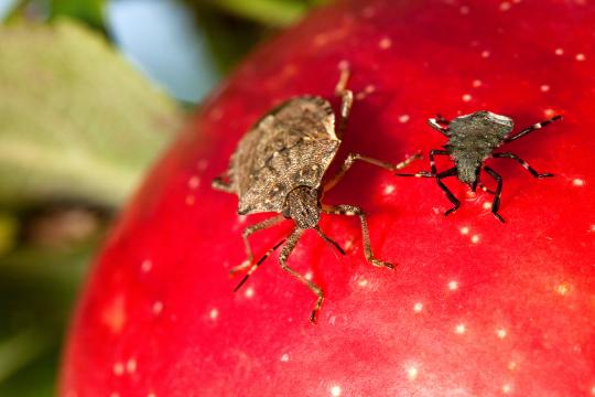 Update on brown marmorated stink bugs