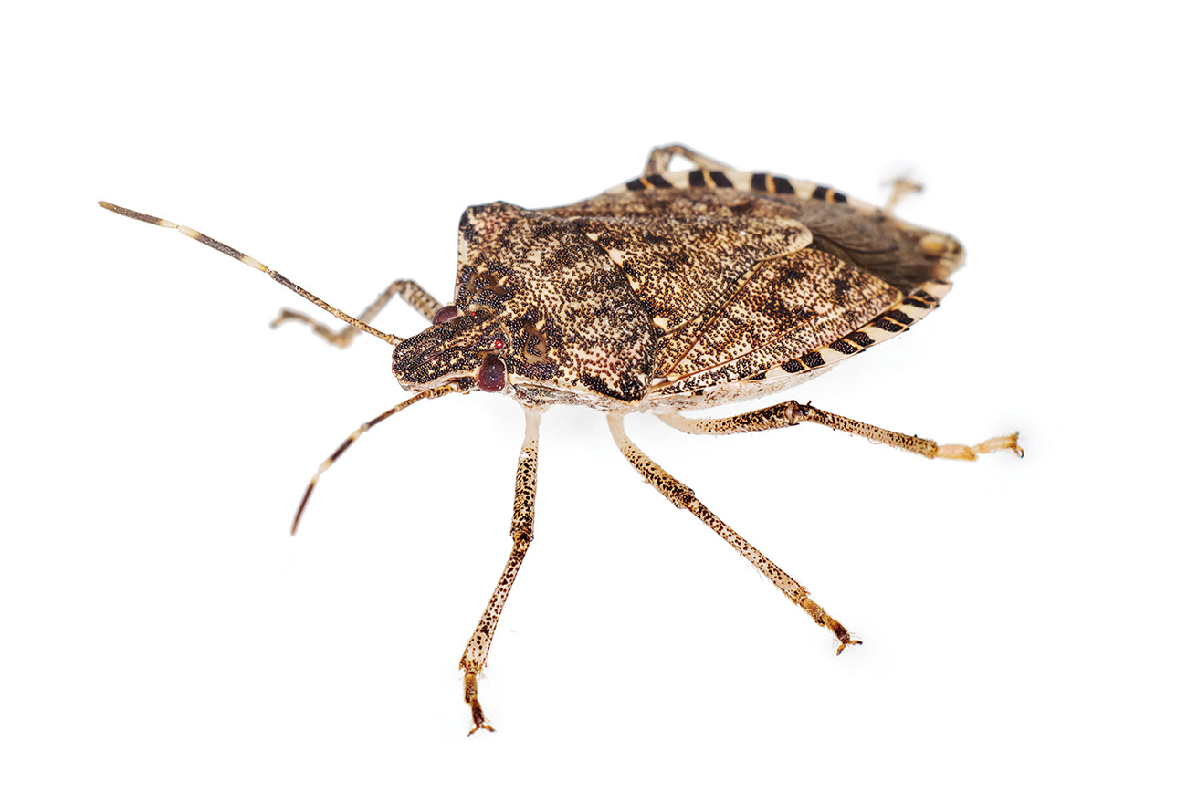 brown marmorated stink bug