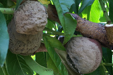 Improving late season fire blight and brown rot management