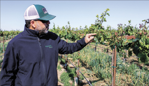 Deep freeze hammers California winegrape growers