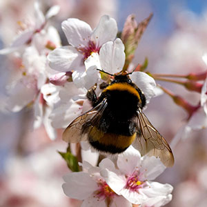 Biobest becoming an option for cherry pollination