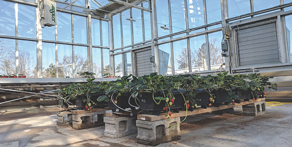 Ohio State University offers webinar on growing strawberries in substrates
