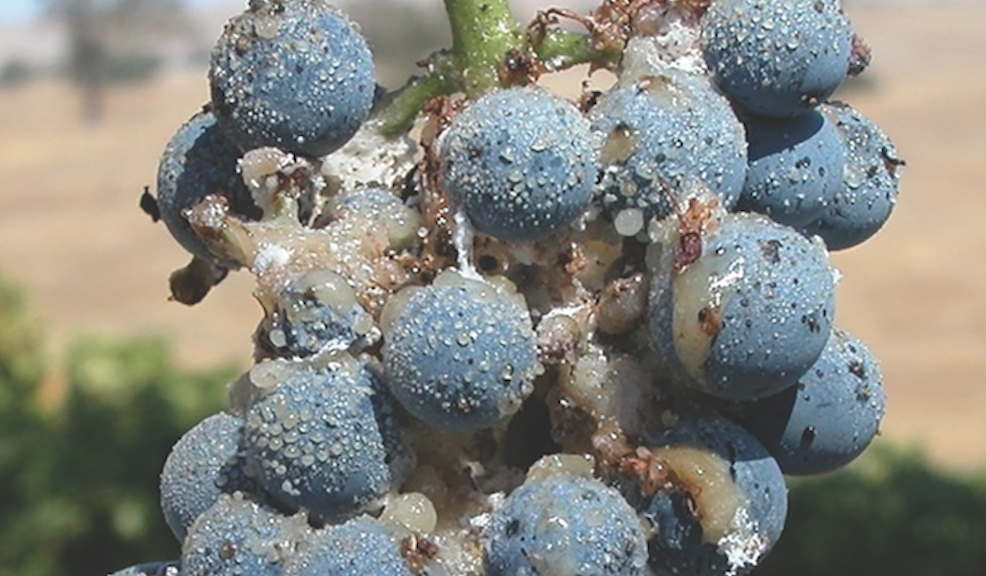 California grape growers deal with mealybugs without chlorpyrifos