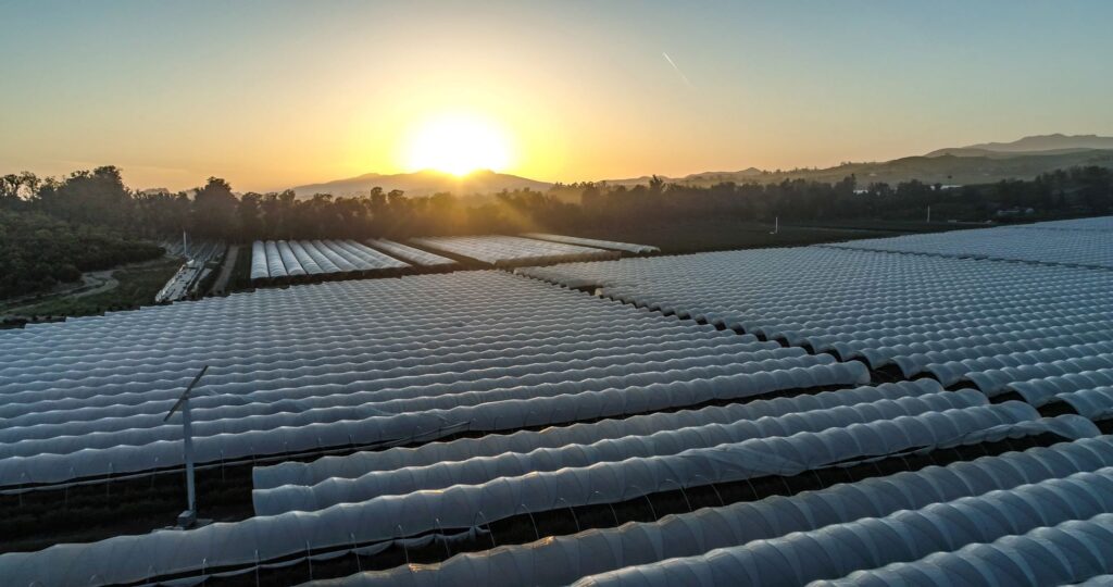 California Giant expands fresh blueberry acres in Oregon