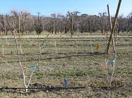 Ten-year study on pear growing enters final year
