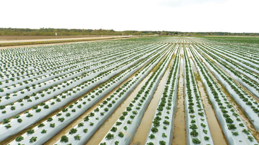 California Strawberry Commission acts in wake of flooding