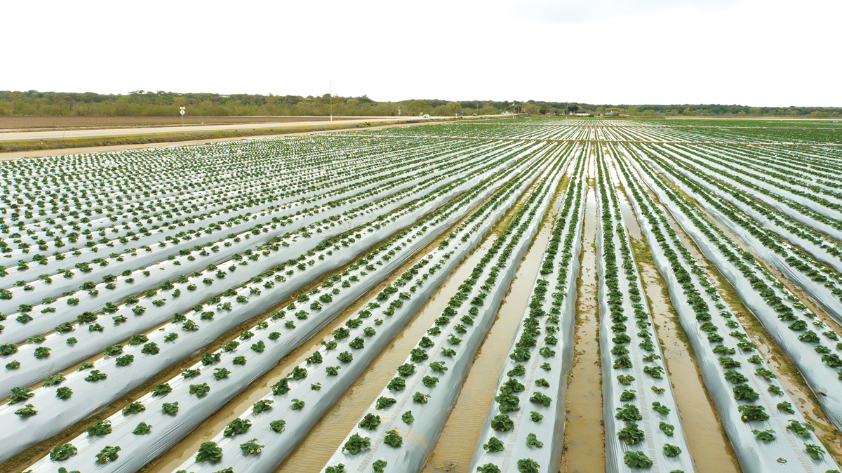 California farms were jeopardized by torrential rains that deluged fields, like this strawberry field near Salinas.