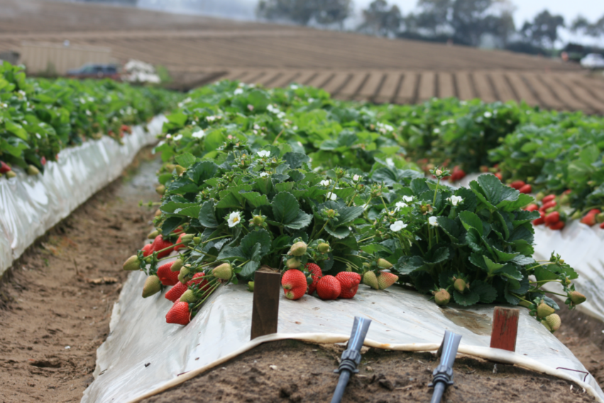 Strawberry pests controlled by new tools 
