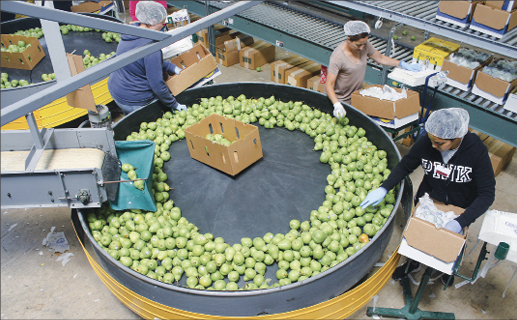 California pear market ‘is on fire’