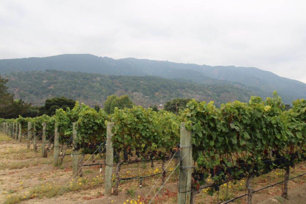 Northern California grape, olive field day scheduled