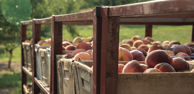 peaches at Catoctin Mountain Orchard