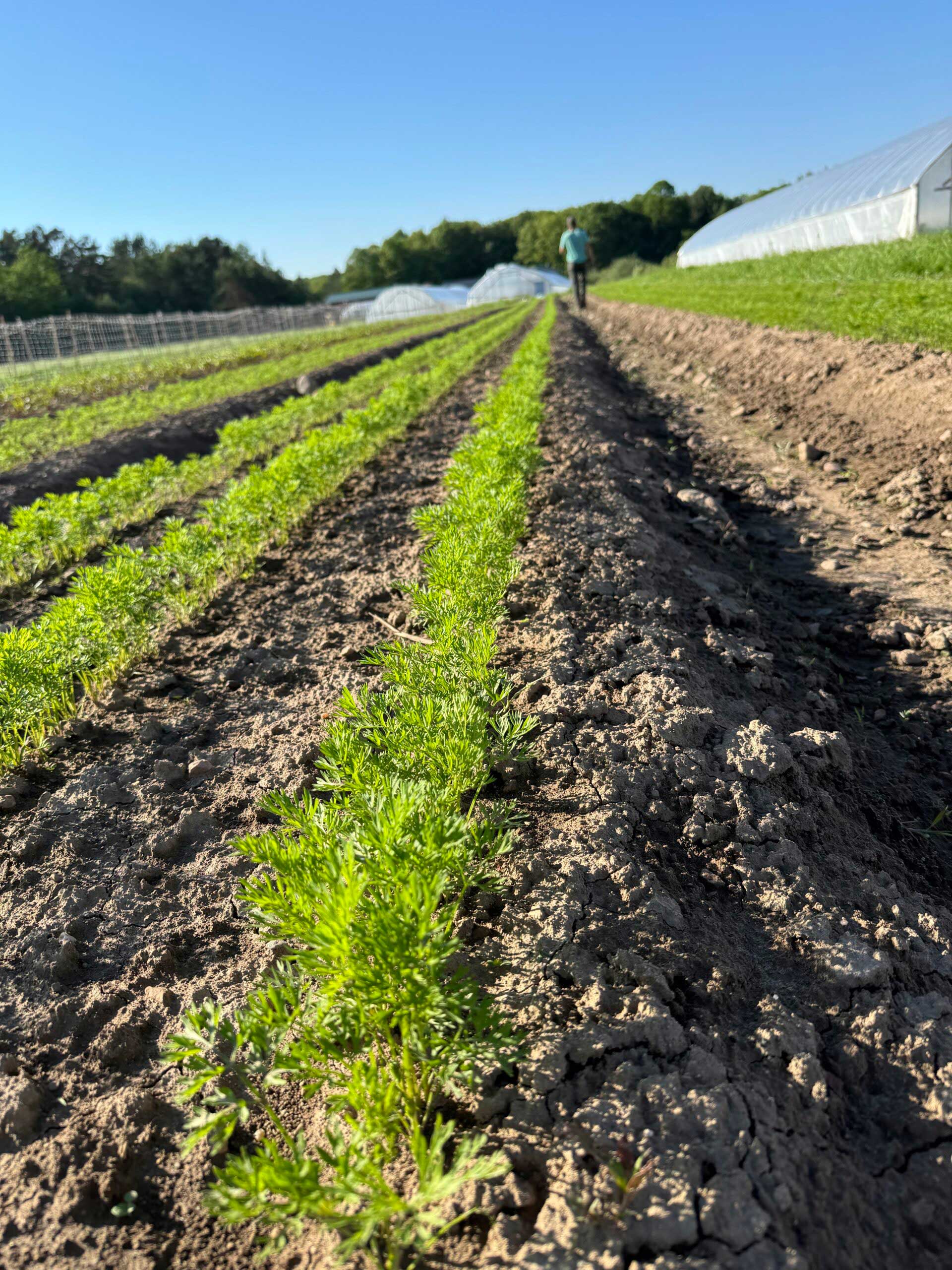 A field of carrots under a clear blue sky