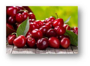 Washington State University tree fruit crew reschedules cherry breeding field day