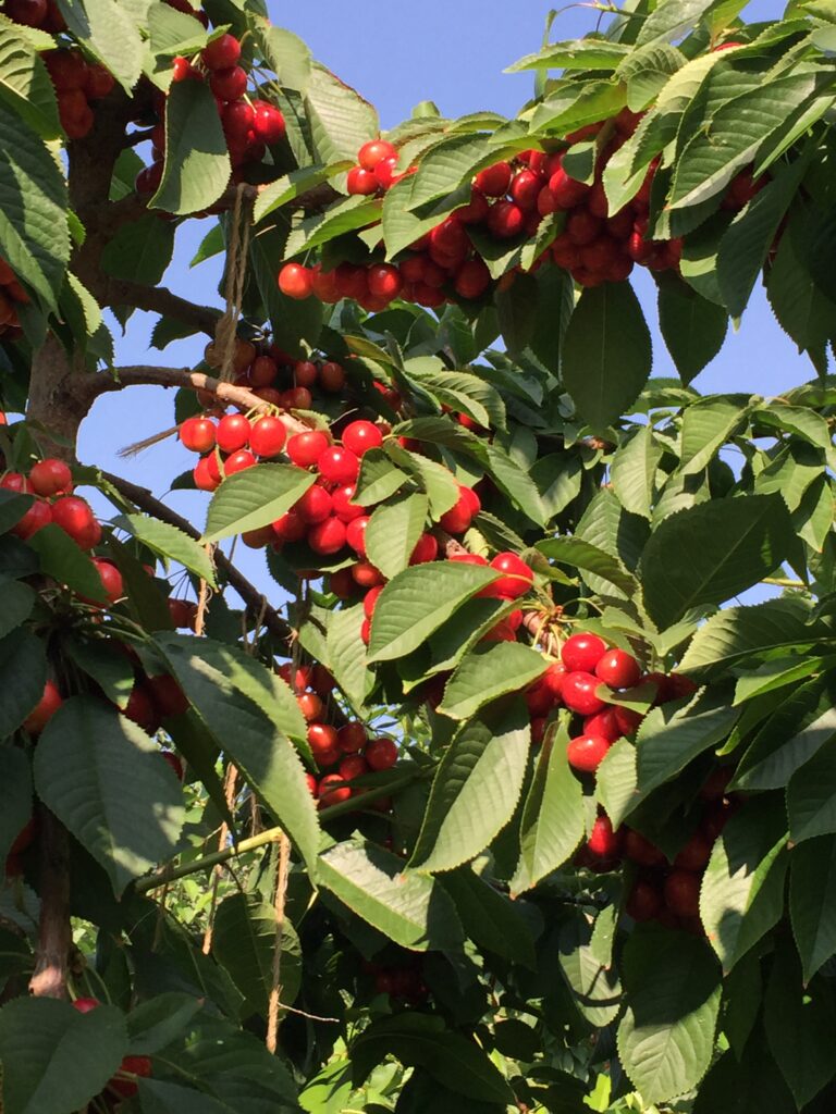 2019 Cherry Fruit School: From bud to bucket