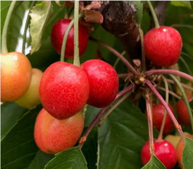 Bill would designate the cherry as Michigan’s official state fruit