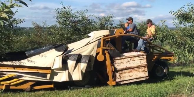 Cherry growers want to get in on the snacking trend