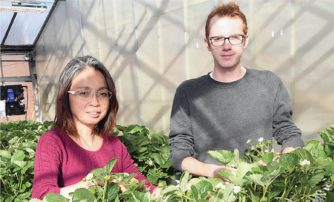OSU professor shares benefits of controlled-environment berries