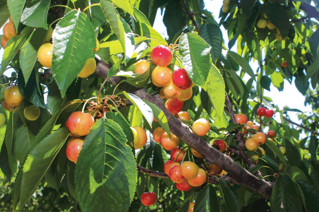 California cherries to miss Memorial Day promo push